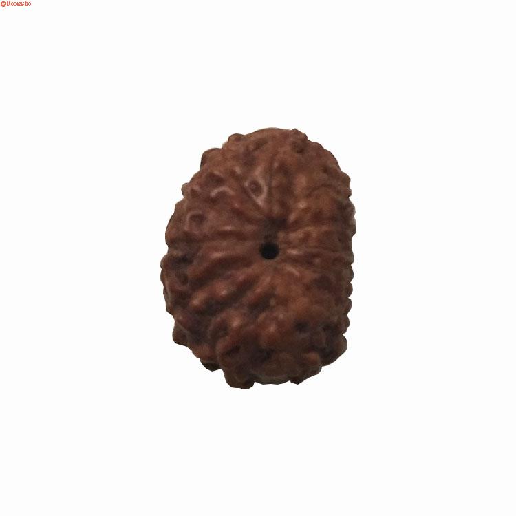 12 mukhi rudraksha